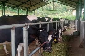 Wisata Perah Susu Sapi